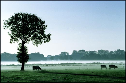 Koeien in de mist - Bergeijk Nederland