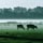  Koeien in de mist - Bergeijk Nederland